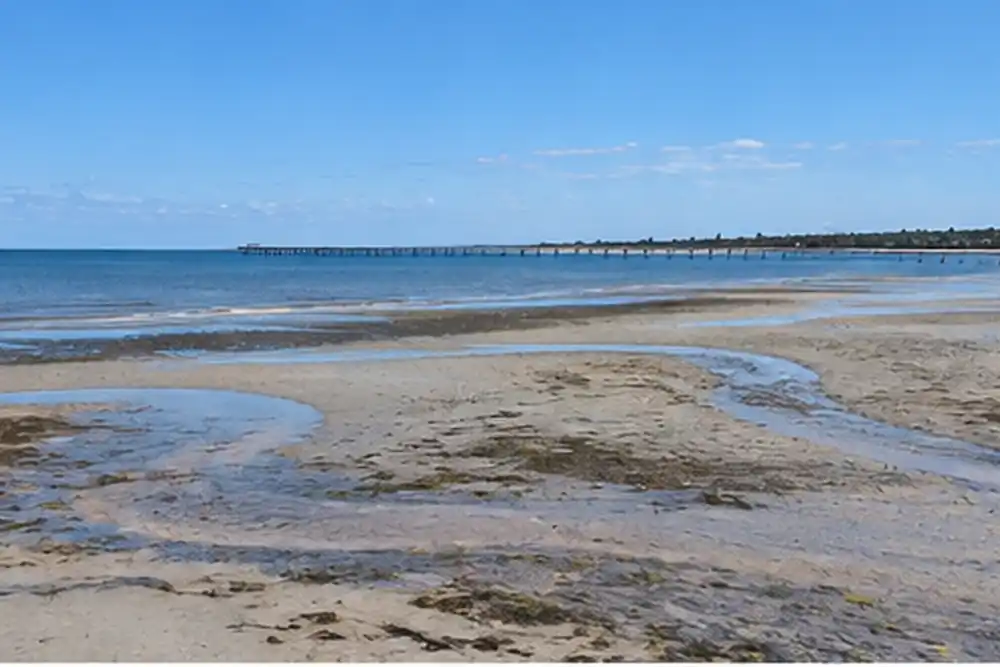 Shallow tidal beach with sand flats and patches of seagrass