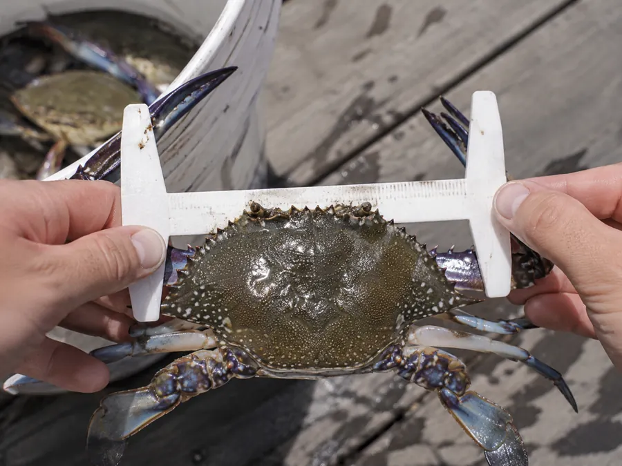Blue Swimmer Crab being measured across the carapace with a crab gauge