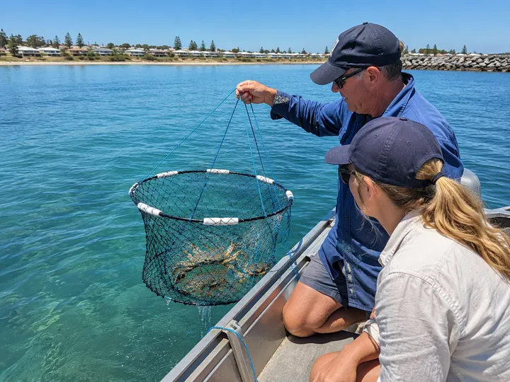 Blue Swimmer Crab net being lifted beside a small boat in sheltered coastal water