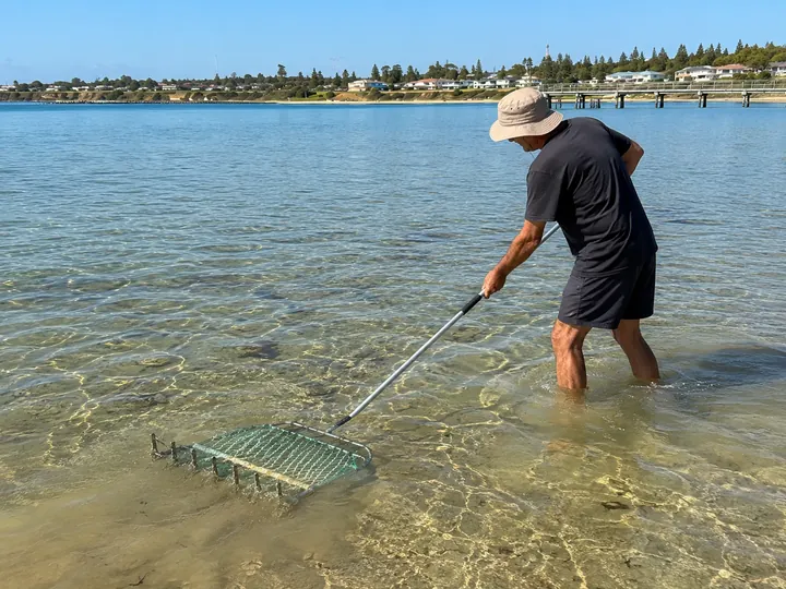 Crab raking in shallow clear water near the Stansbury foreshore