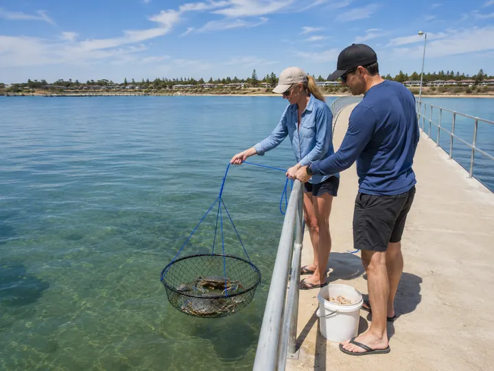 Crabbers lifting a hoop or drop net from a jetty over clear coastal water