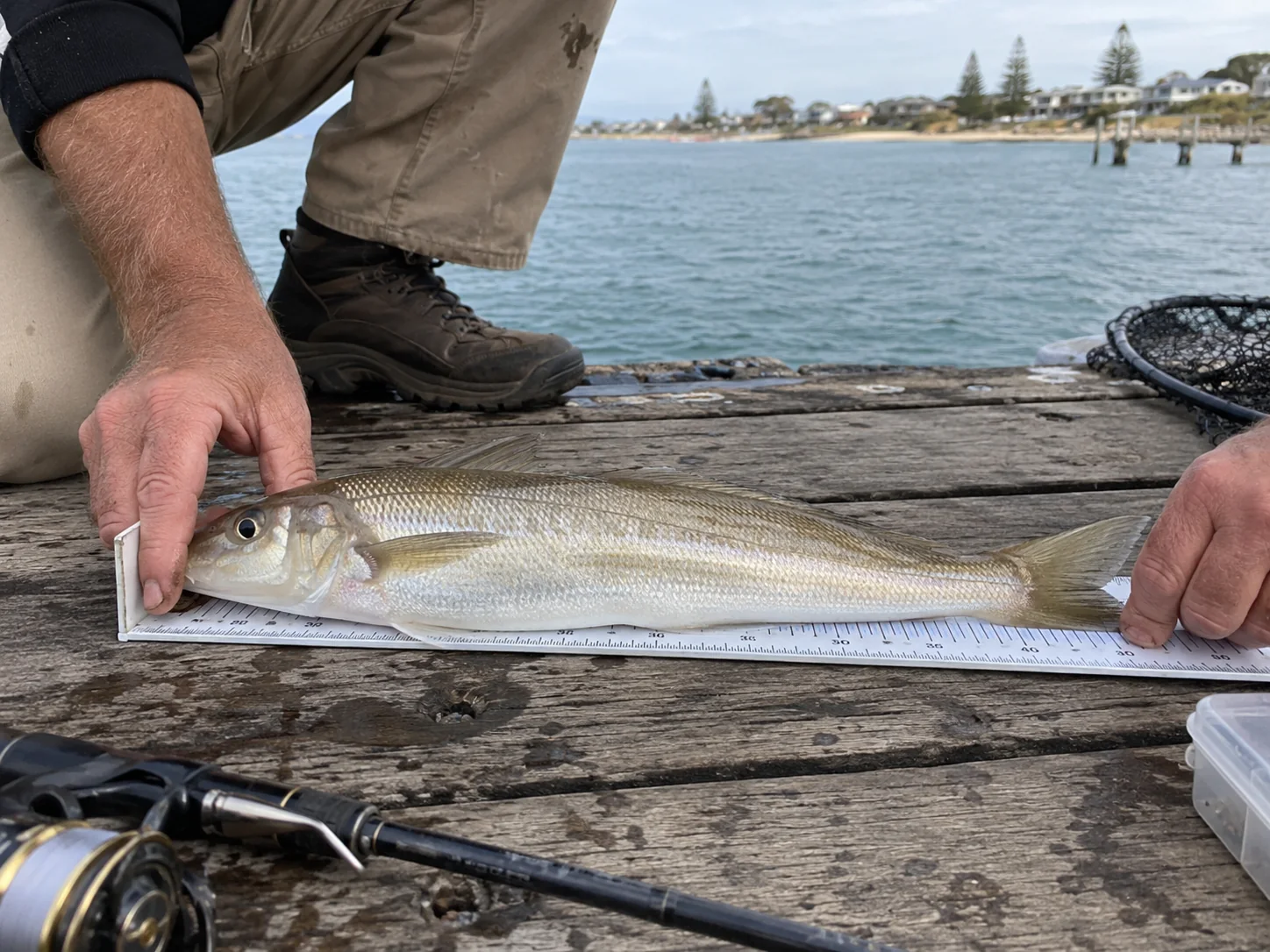 Angler measuring a finfish on a fish ruler at Stansbury