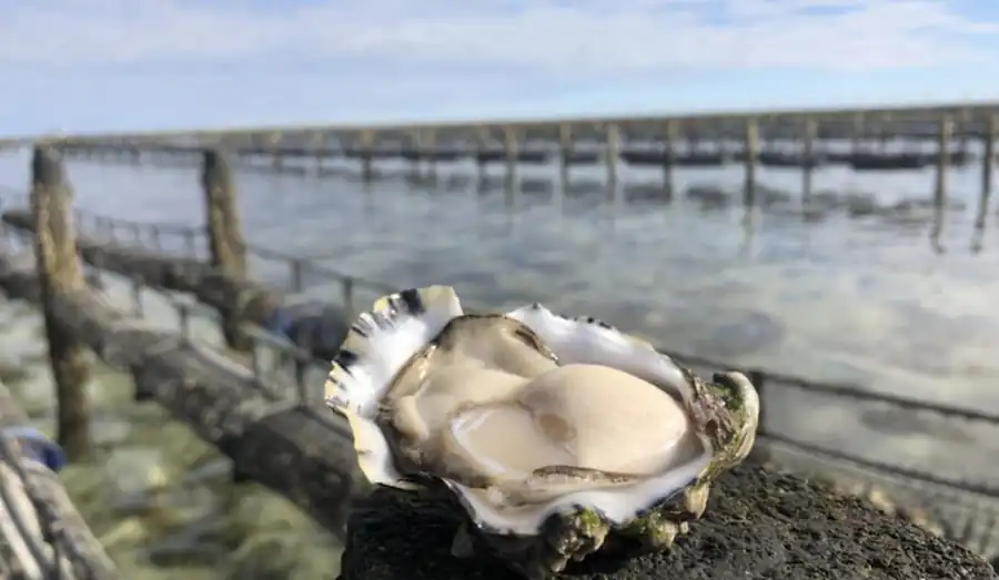 Fresh oyster from Stansbury Oyster Bay with oyster leases in the background